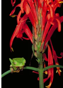 Wildlife In Peru Imprime: Sharp-backed Monkey Tree Frog
