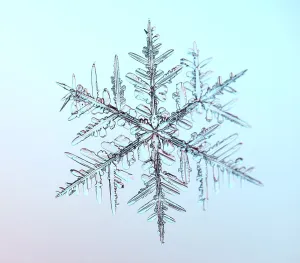 Impresión enmarcada : Flor de Nieve bajo el Microscopio.