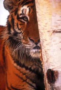 Big Cat Species Imprime: Tiger