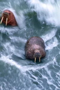 Alaska Wildlife Imprime: Walrus