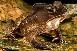 South American Frogs Imprime: Mitred Toad or Amazonian Leaf Toad