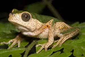 Amazon Rainforest Wildlife Imprime: Monkey Frog