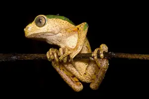 Amazon Basin Wildlife Imprime: Monkey Frog