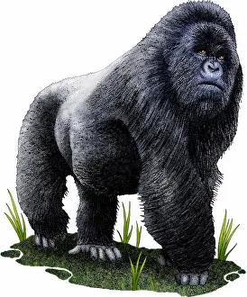 African Wildlife Art Imprime: Mountain gorilla