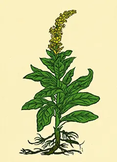 Verbascum Thapsus Imprime: Mullein