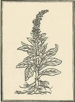 Verbascum Thapsus Imprime: Mullein