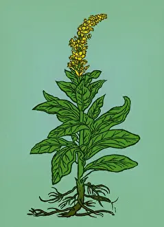 Verbascum Thapsus Imprime: Mullein