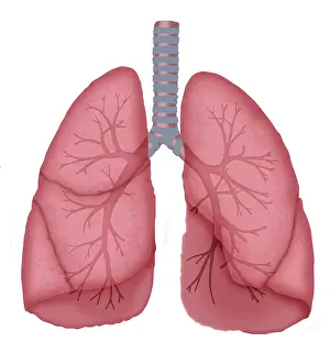 Respiratory System Artwork Imprime: Normal lungs