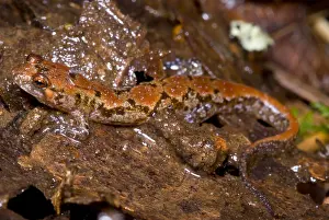 Mountain Wildlife Imprime: Ocoee Salamander