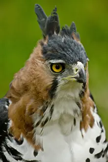 Close Up Bird Photos Imprime: Ornate Hawk Eagle