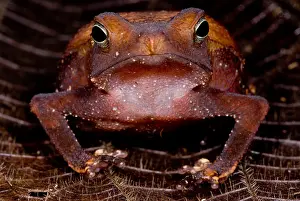 Peruvian Wildlife Imprime: Para Toad