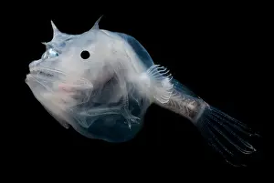Deep Sea Creatures Imprime: Phantom Anglerfish