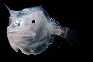 Deep Sea Fish Imprime: Phantom Anglerfish