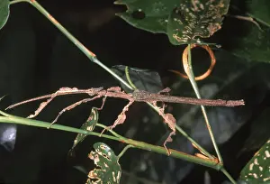 Peruvian Wildlife Imprime: Phasmid