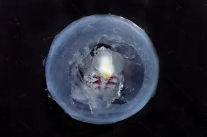 Deep Sea Creatures Imprime: Phronima