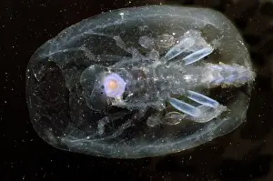 Deep Sea Creatures Imprime: Phronima