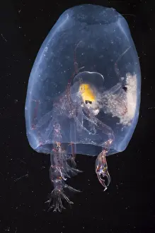 Deep Sea Creatures Imprime: Phronima