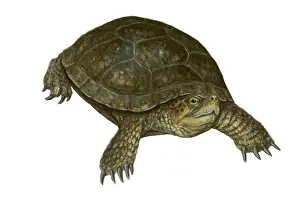 Reptile Illustrations Imprime: Pond Turtle