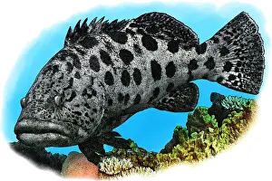 Marine Life Illustrations Imprime: Potato Cod