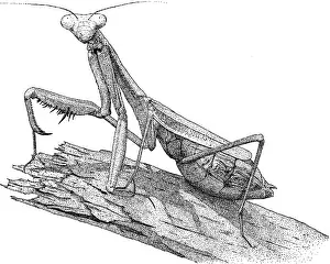 Black And White Insect Art Imprime: Praying Mantis