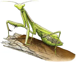 Mantis Religiosa Imprime: Mantis religiosa