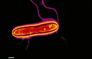 Electron Microscopy Images Imprime: Pseudomonas cepacea