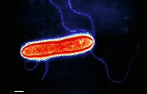 Electron Microscopy Images Imprime: Pseudomonas cepacea