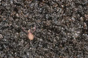 Arachnid Wildlife Imprime: Pseudoscorpion
