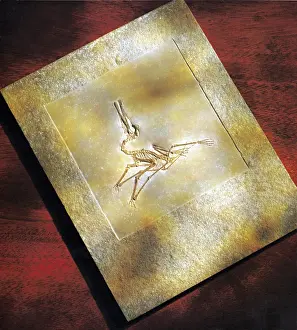 Jurassic Period Fossils Imprime: Pterodactylus Elegans