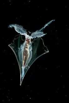Transparent Ocean Animals Imprime: Pteropod
