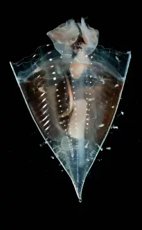 Transparent Ocean Animals Imprime: Pteropod