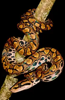 Amazon Rainforest Animals Imprime: Rainbow Boa