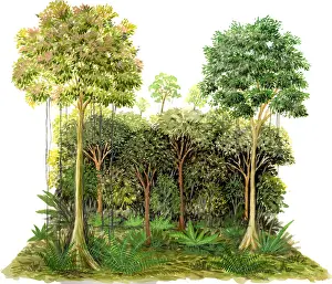 Rainforest Plant Life Imprime: Rainforest