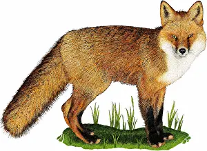 American Wildlife Art Imprime: Red fox