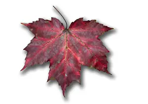 Red Maple Leaf Imprime: Red Maple Leaf