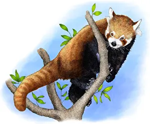 Wildlife Art Imprime: Red Panda