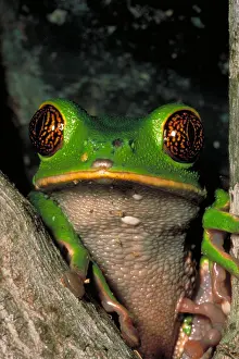 Ecuador Rainforest Animals Imprime: Reticulate eye monkey frog
