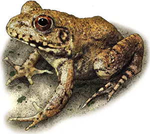 Wildlife Art Prints Imprime: River Frog