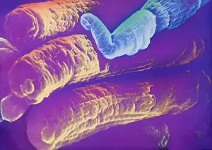 Scanning Electron Microscope SEM Imprime: Rods and Cones, under a microscope (SEM)