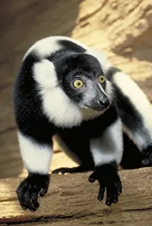 Primate Animals Imprime: Ruffed Lemur
