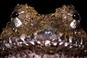 Central American Frogs Imprime: Rusty Robber Frog