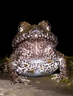 Amphibian Conservation Imprime: Rusty Robber Frog
