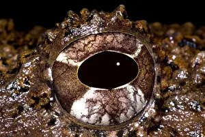 Amphibian Conservation Imprime: Rusty Robber Frog