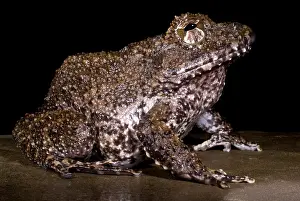 Amphibian Conservation Imprime: Rusty Robber Frog