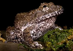 Amphibian Conservation Imprime: Rusty Robber Frog