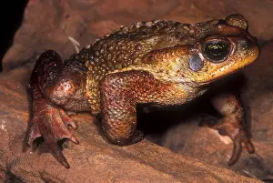 Brazilian Wildlife Images Imprime: Rusty Toad