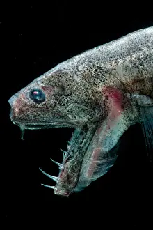 Deep Sea Fish Imprime: Sabertooth (Odontostomops normalops)
