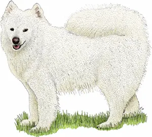 Samoyed Breed Imprime: Samoyed