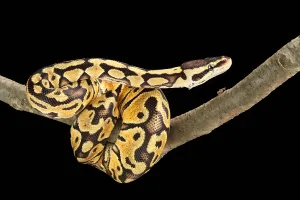 Ball Python Imprime: Ball Python (Python regius)