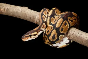 Ball Python Imprime: Ball Python (Python regius)